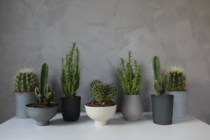 Kyoto Açık Kase